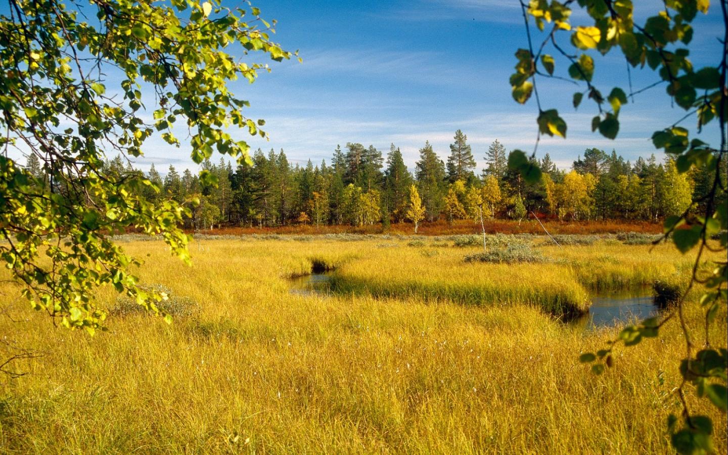 Forêt Boréal en Finlande