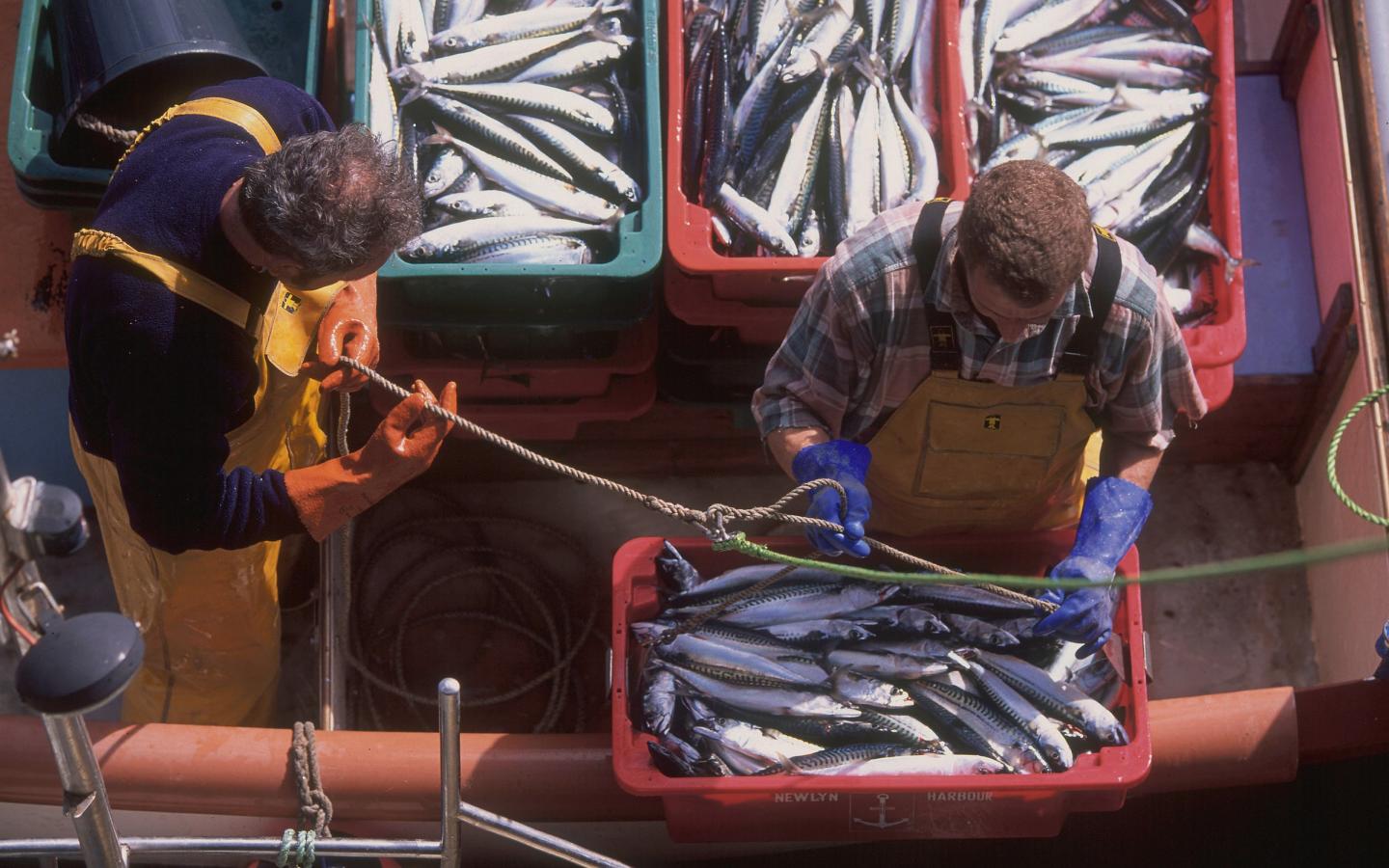 Pêcherie certifiée MSC en Grande Bretagne
