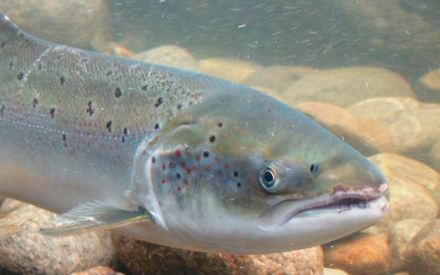Saumon sauvage dans les eaux norvégiennes