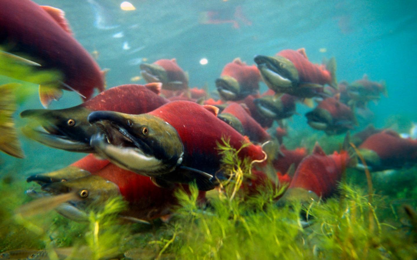 Banc de saumons rouges (Oncorhynchus nerka) au Canada