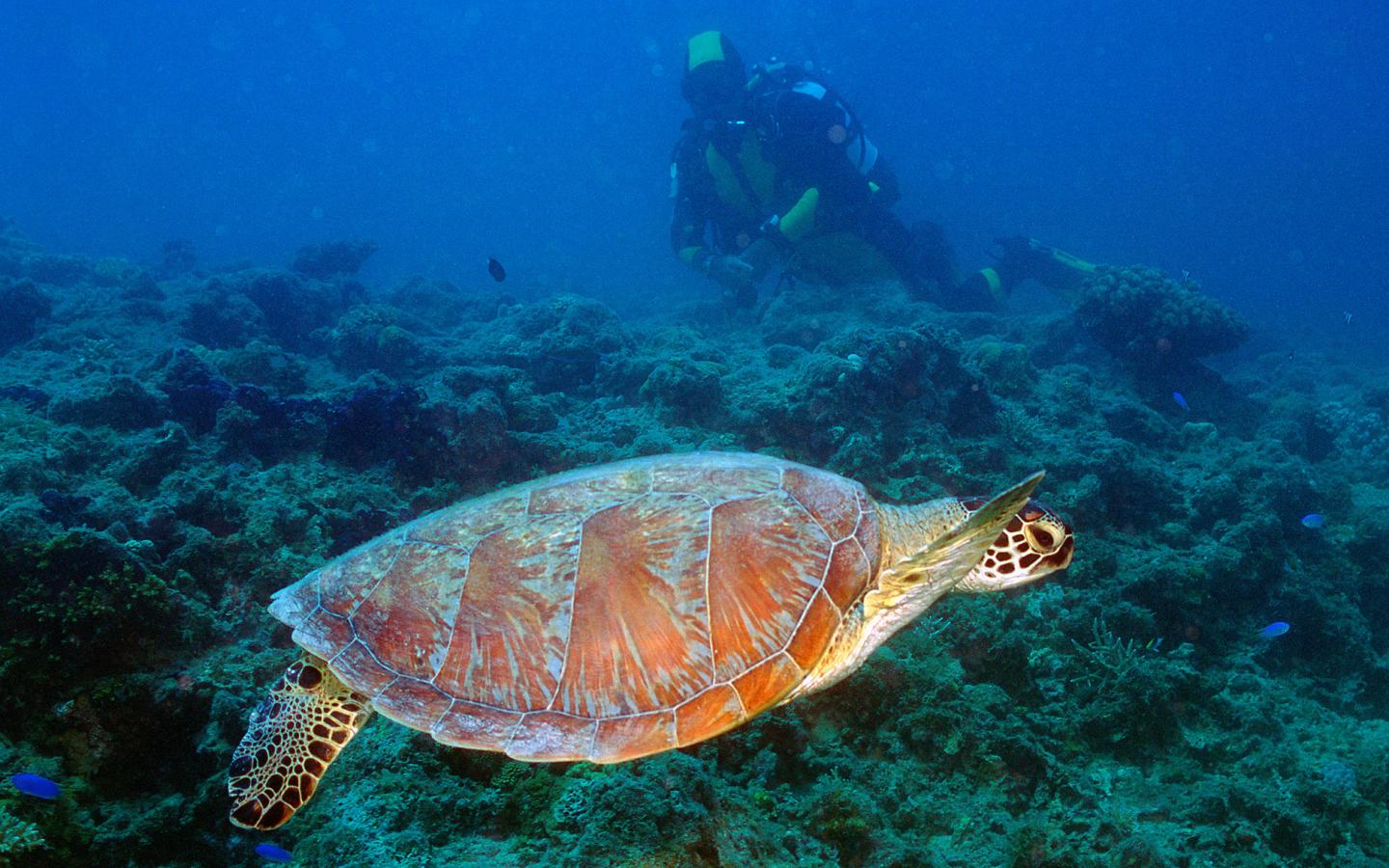 Tortue imbriquée (Eretmochelys imbricata), Nouvelle Calédonie
