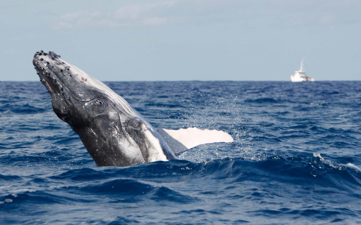 Baleine à bosse (Megaptera novaeangliae) au large de la Nouvelle-Calédonie