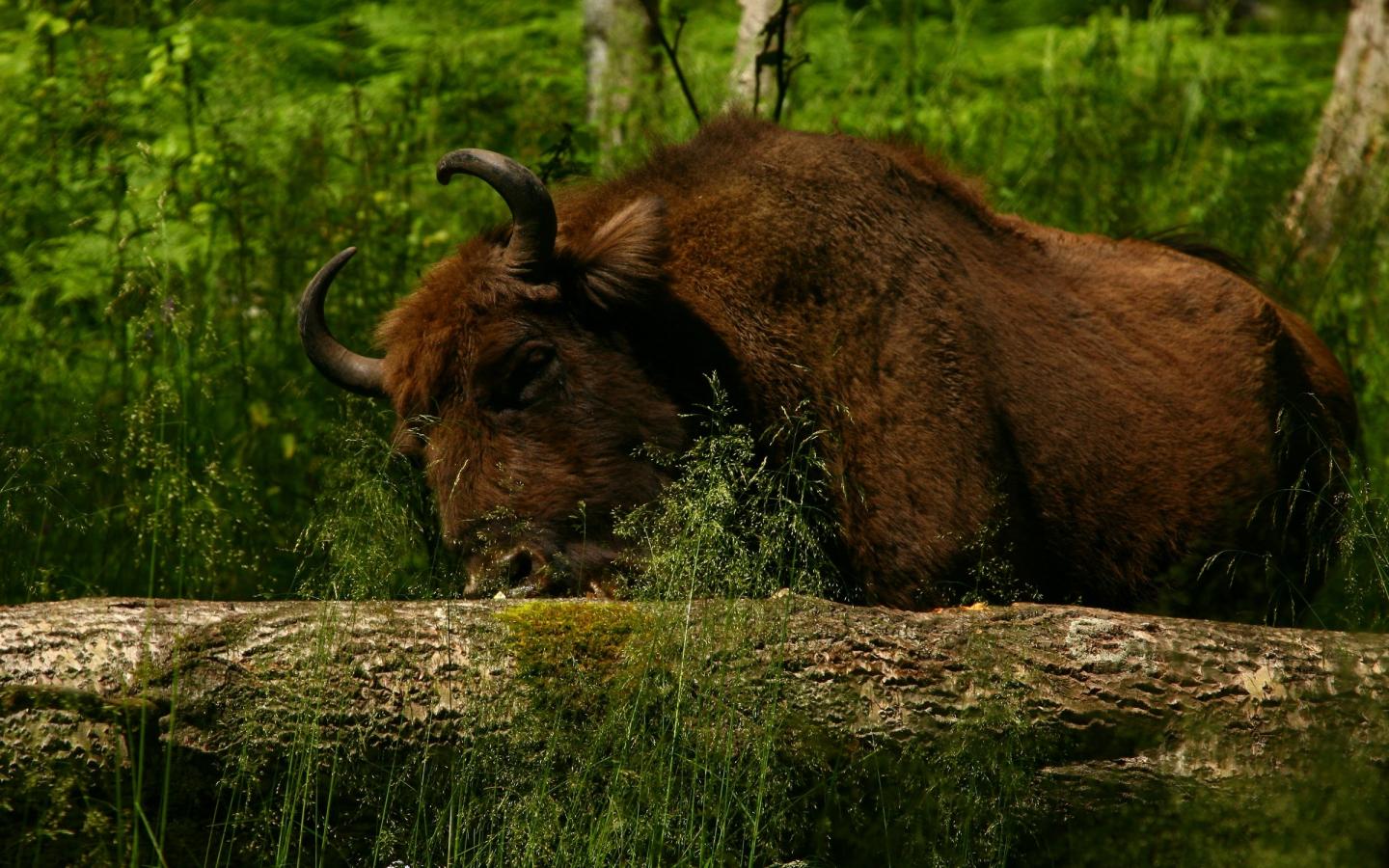Bison d'Europe (Bison bonasus) en Russie