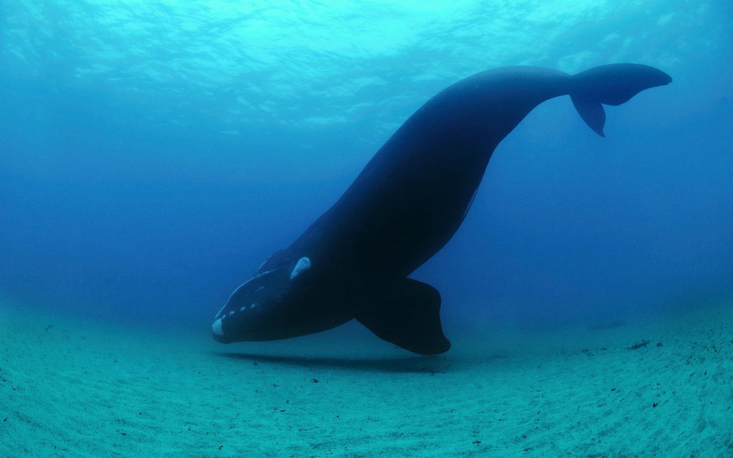 Baleine grise (Eubalaena australis) près de la Nouvelle-Zélande