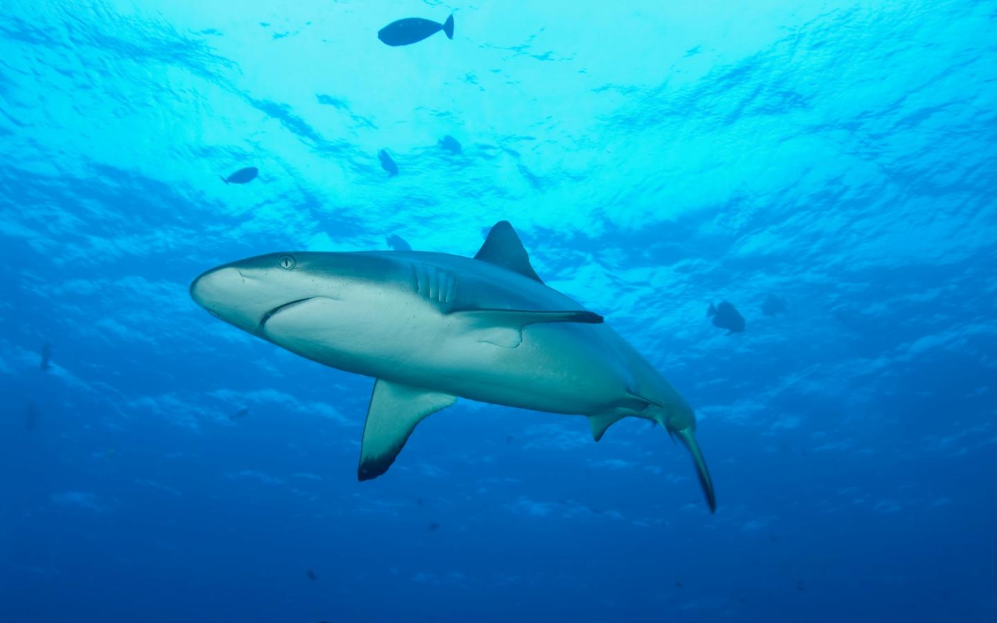 Requin gris de récif au large de la Papouasie Nouvelle-Guinée