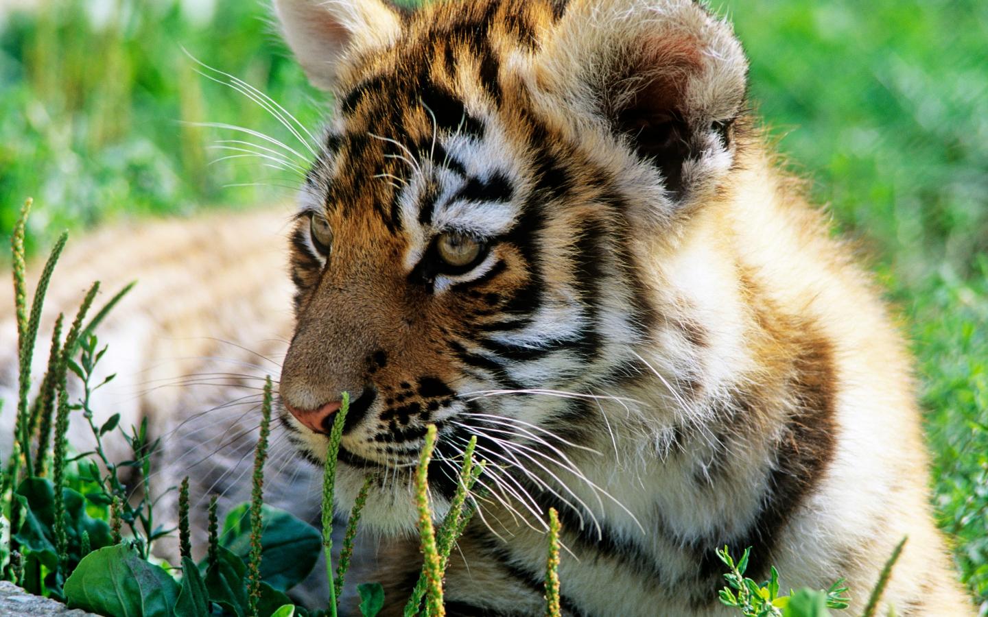Tigre de Sibérie (Panthera tigris altaica)