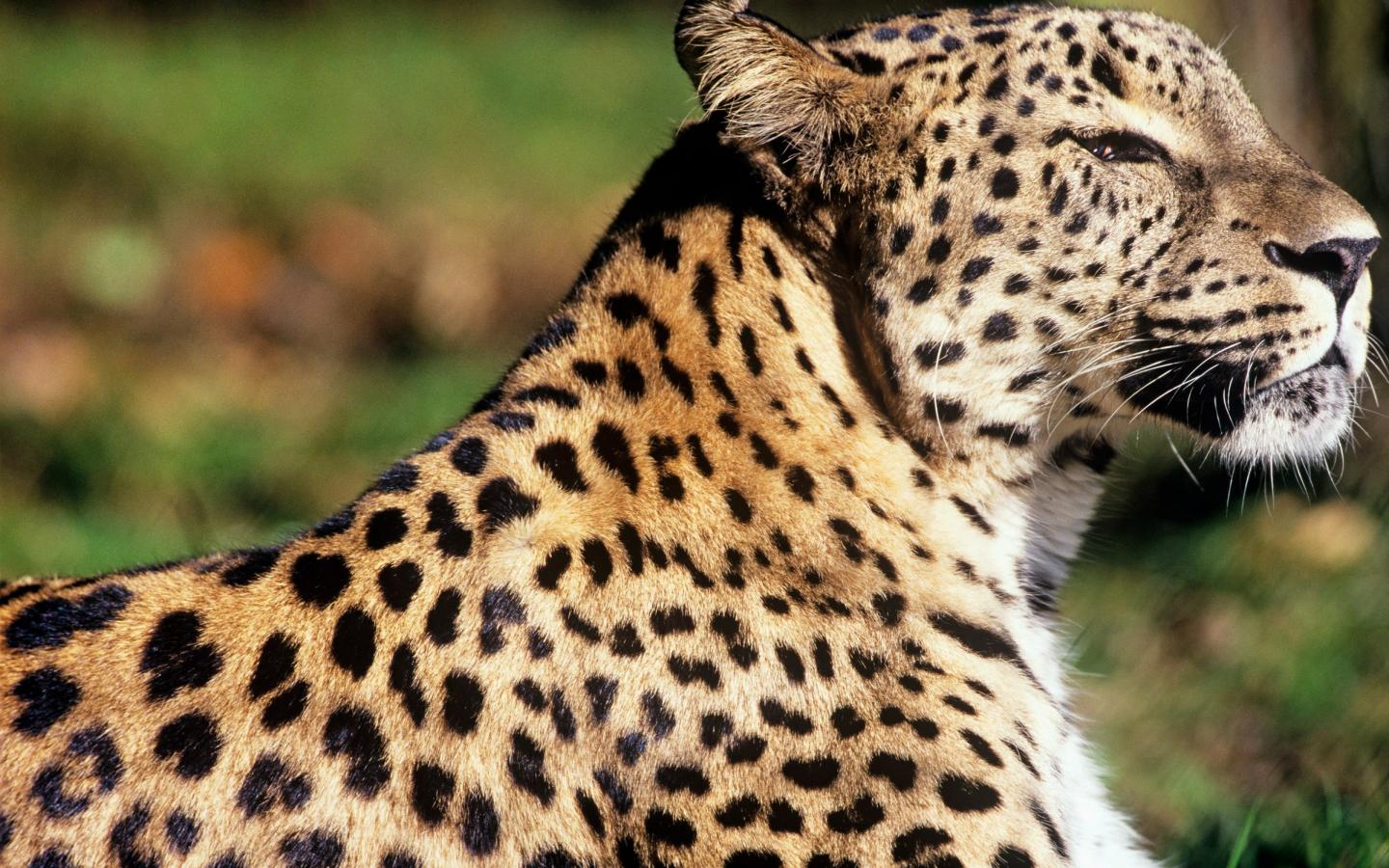 Panthère de Perse (Panthera pardus saxicolor)