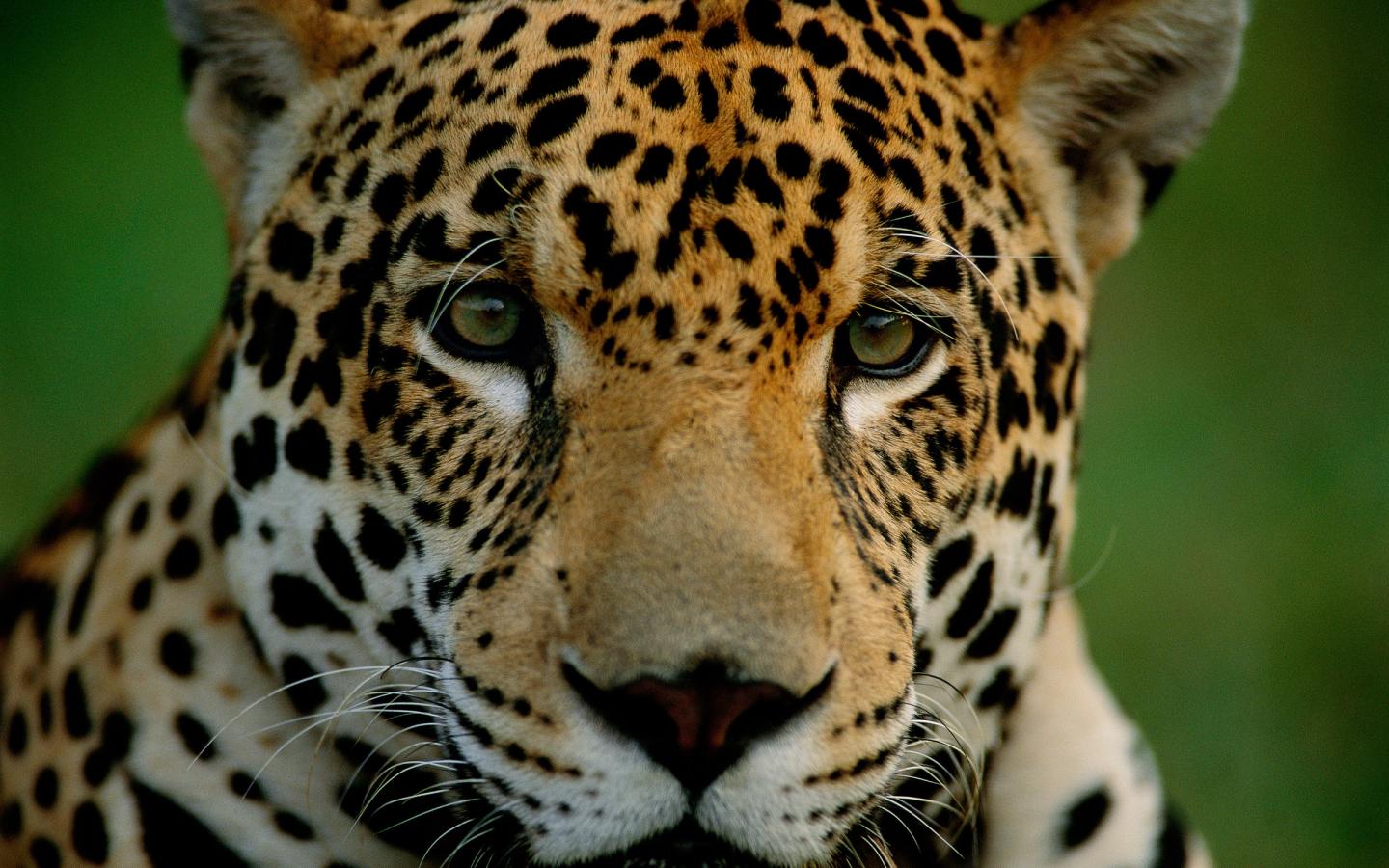 jaguar dans la région du Pantanal au Brésil