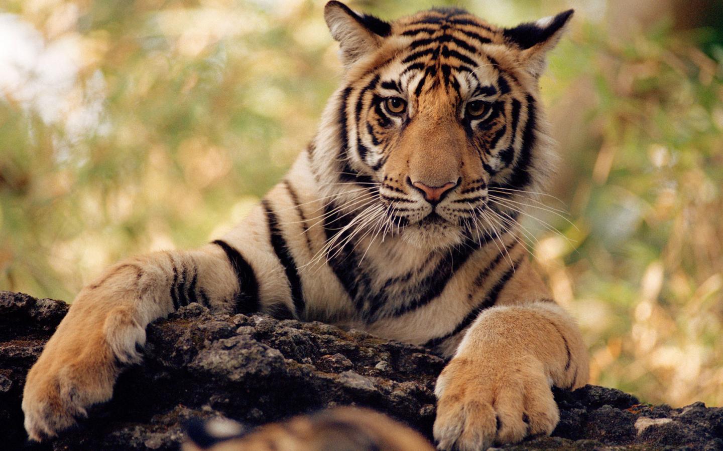Tigre (Panthera tigris) du Bangale les pattes posées sur un tronc, Parc national de Bandhavgarh, Inde