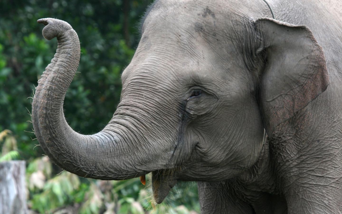 Éléphant de Sumatra (Elephas maximus sumatrensis) membre des patrouilles de surveullance