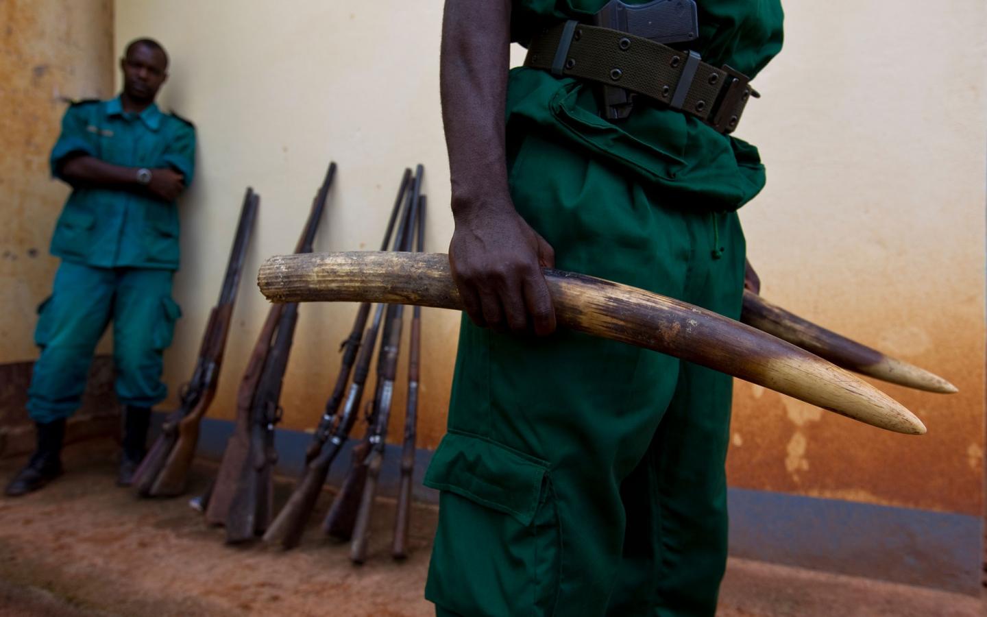 Rangers avec de l'ivoire et des armes à feu saisis, à l'extérieur du bureau du WWF à Yokadouma, dans la province de l'Est, Cameroun.