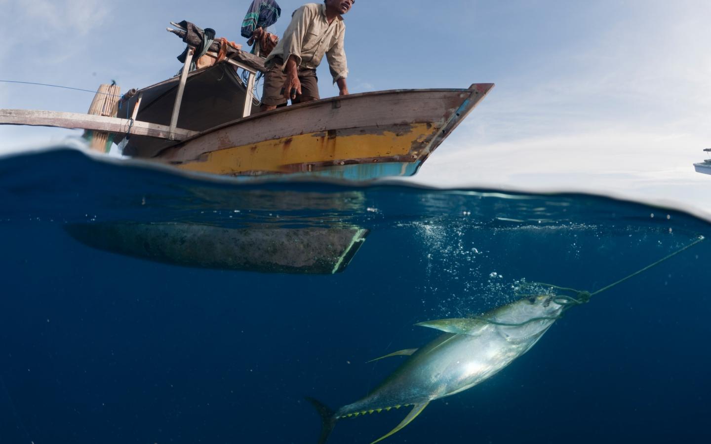 Pêcheur indonésien remontant un thon albacore