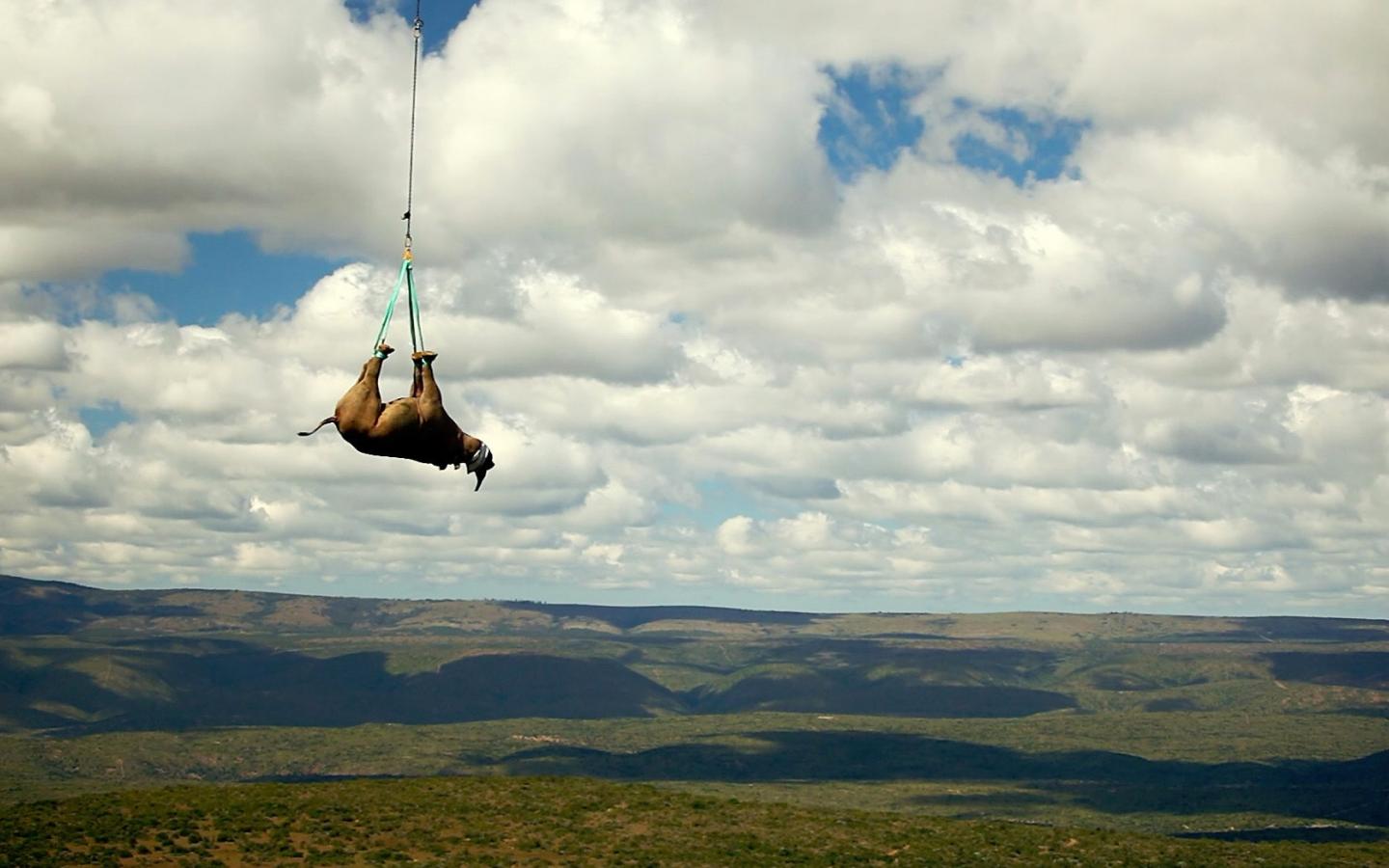 Transport aérien de rhinocéros noir tranquillisé en Afrique du Sud