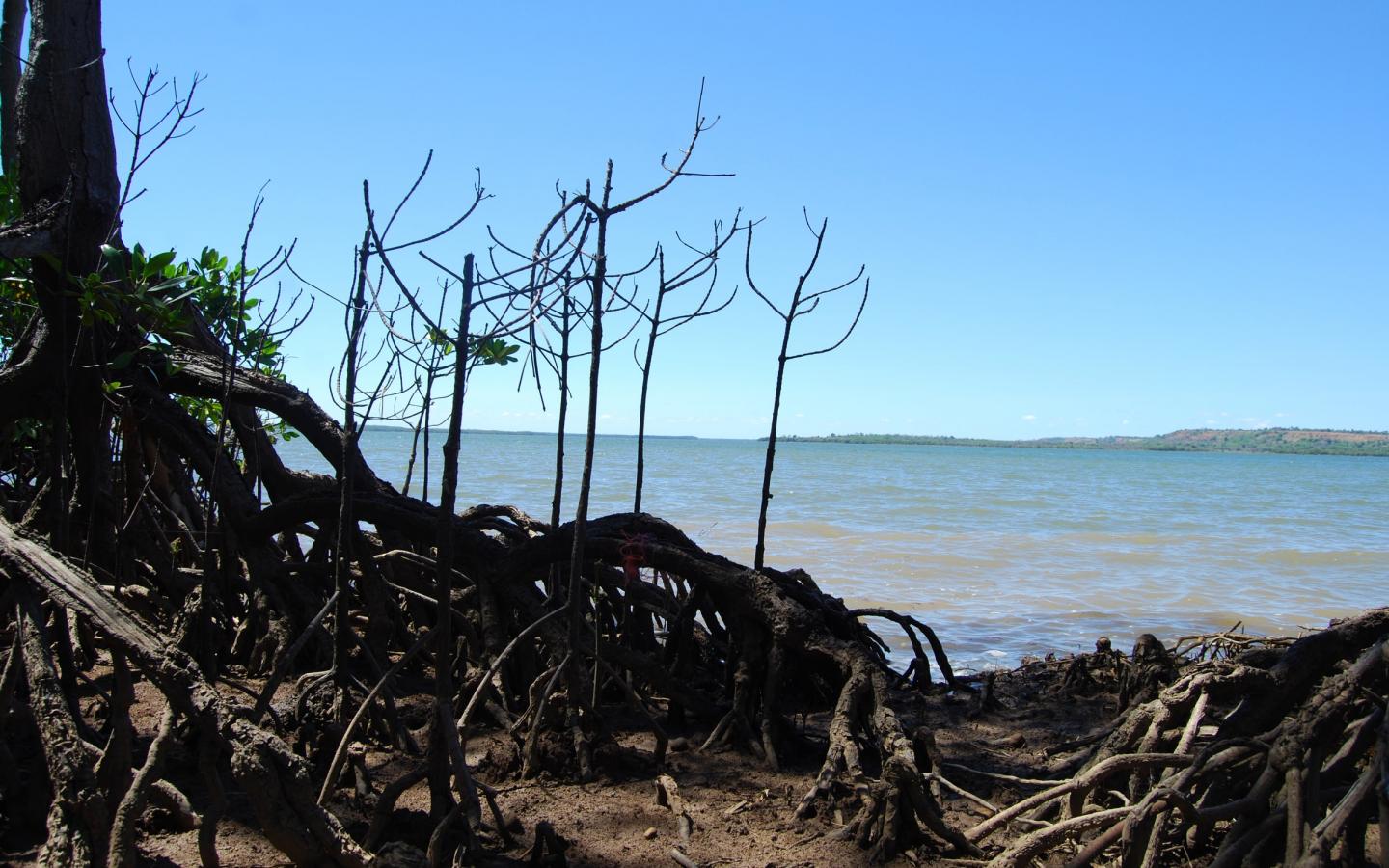 Mangrove de la côte Ouest de Madagascar