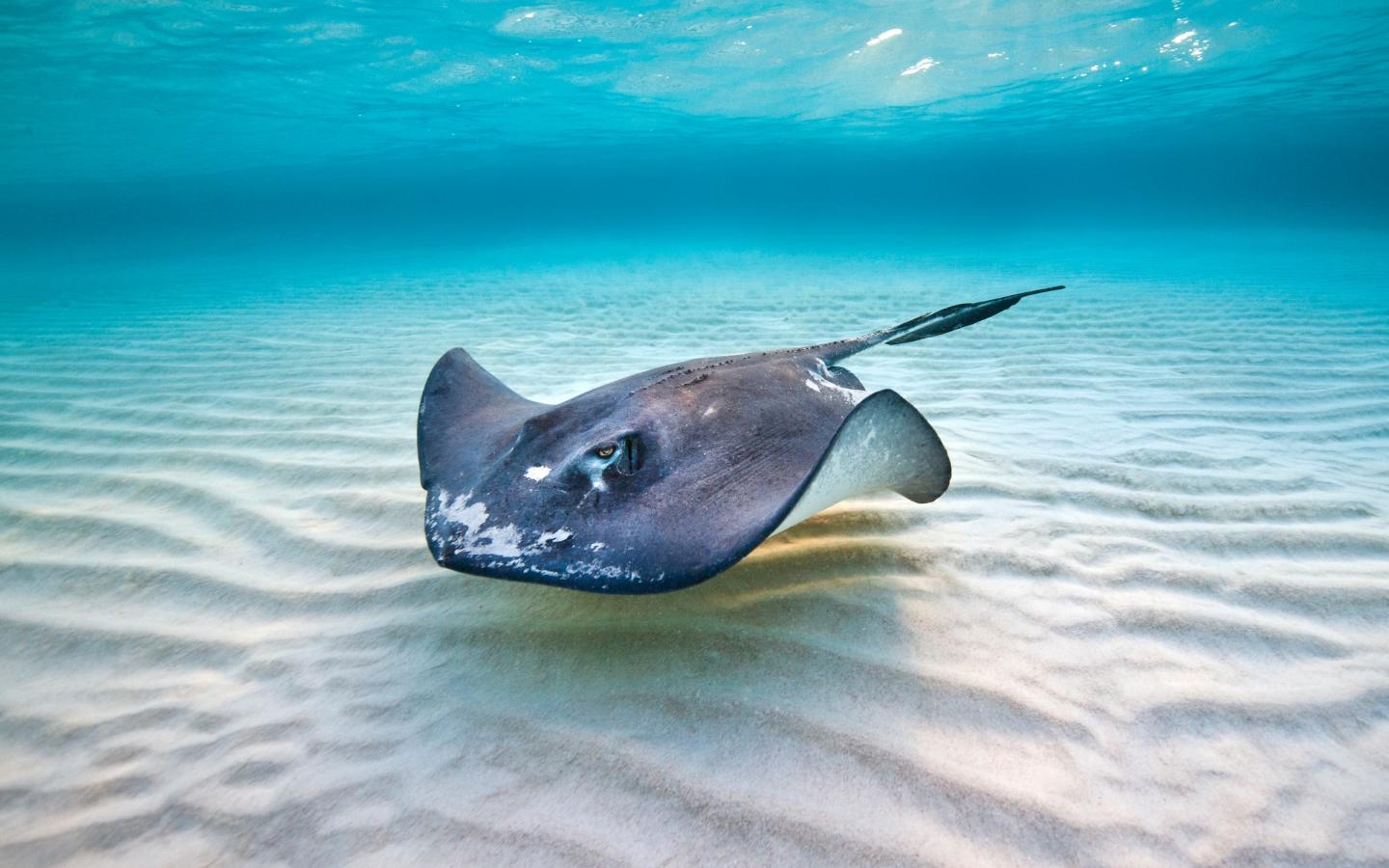 Femelle raie du sud (Dasyatis americana) au large des îles Cayman