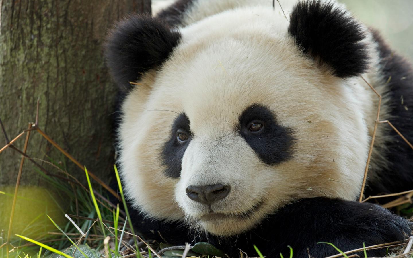 Panda géant-(Ailuropoda melanoleuca)