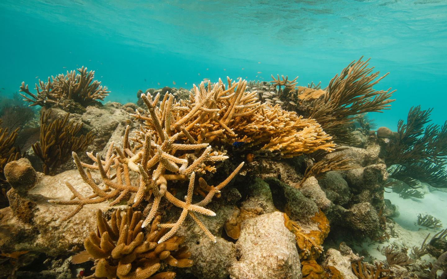 Coraux du Parc national du Laughing Bird Caye à Belize