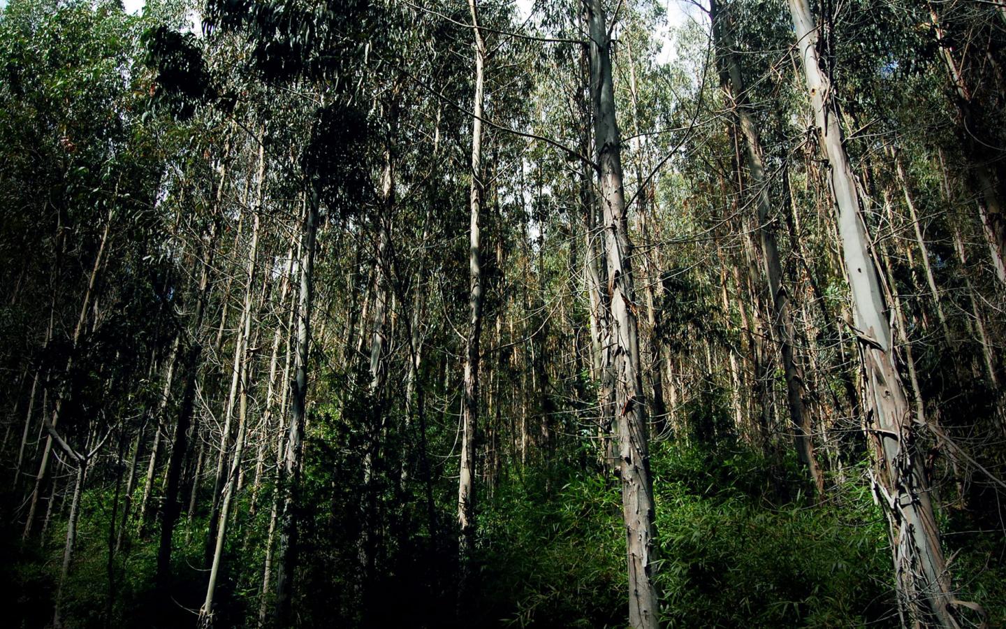 Forêts valdiviennes