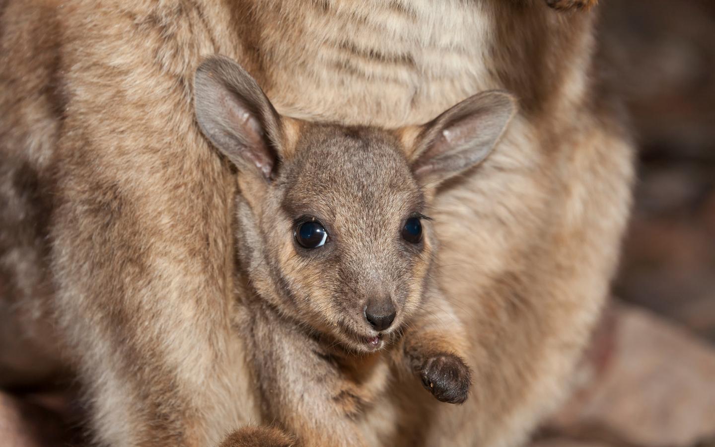 bébé wallaby des rochers dans la poche de sa mère