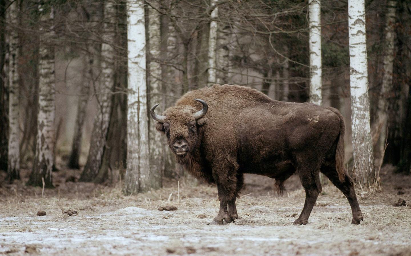 Bison d'Europe (Bison bonasus) dans le Parc National Bialowieski en Pologne