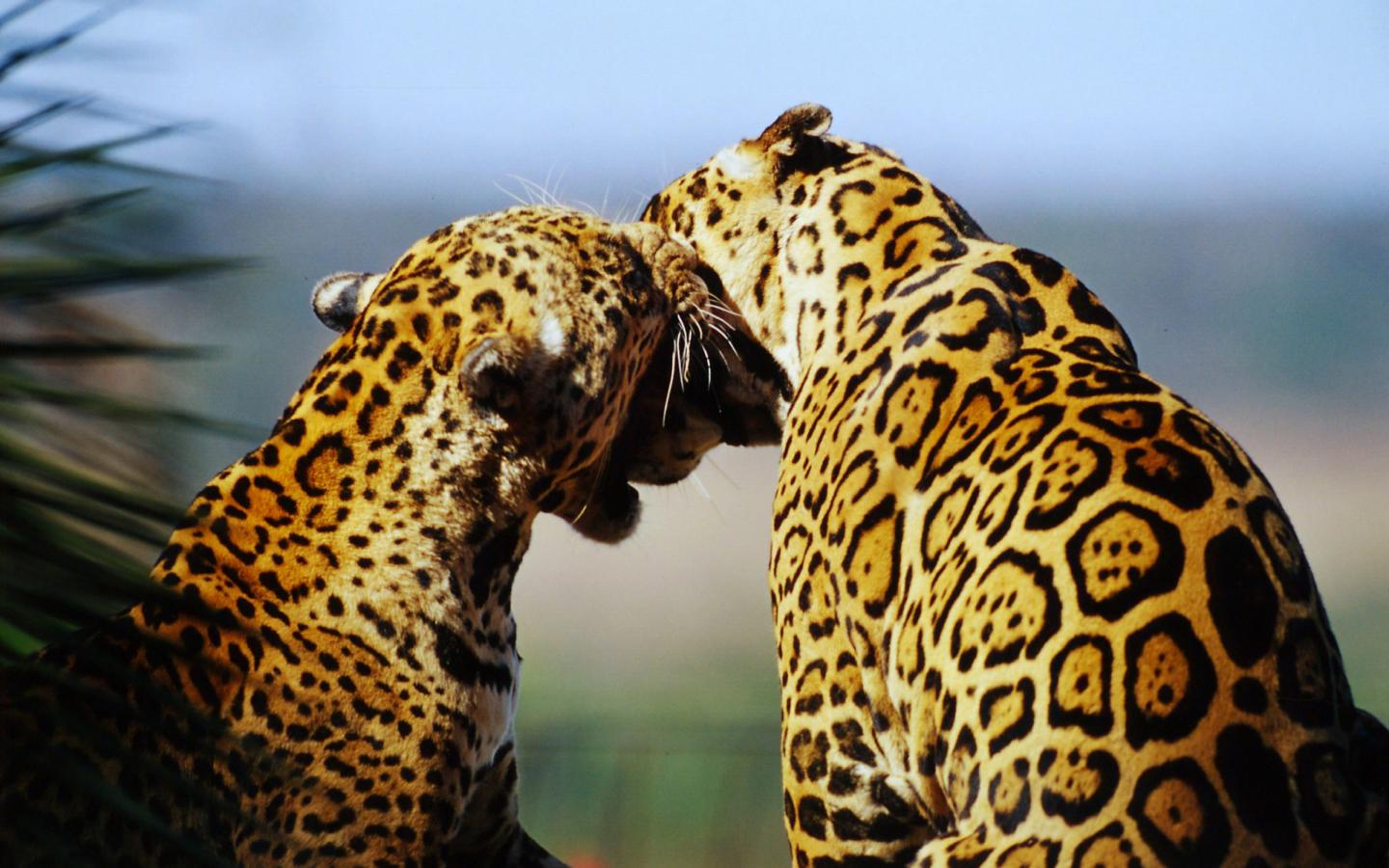 Deux jaguars dans la forêt brésilienne