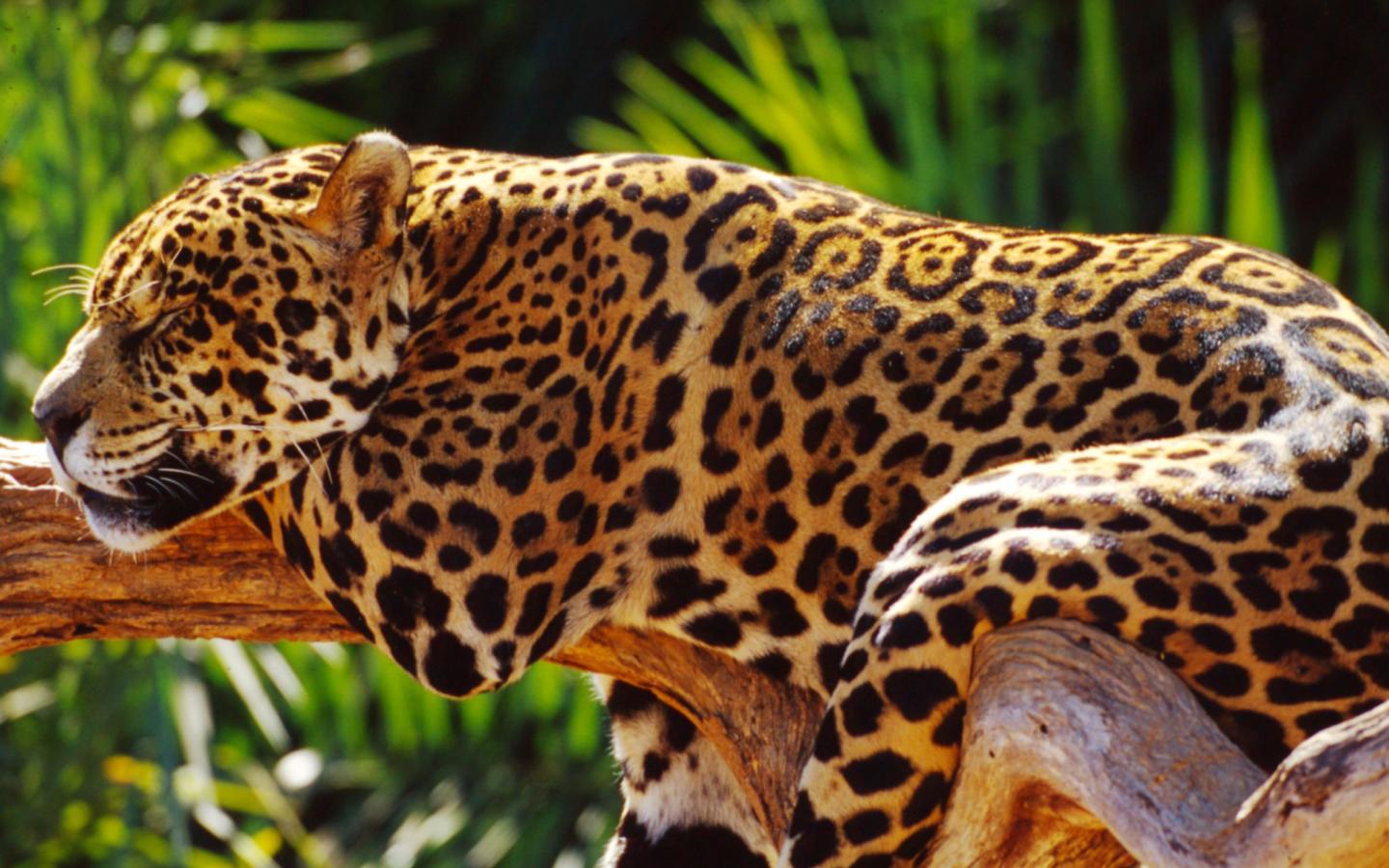 Jaguar dans la forêt Atlantique du Brésil