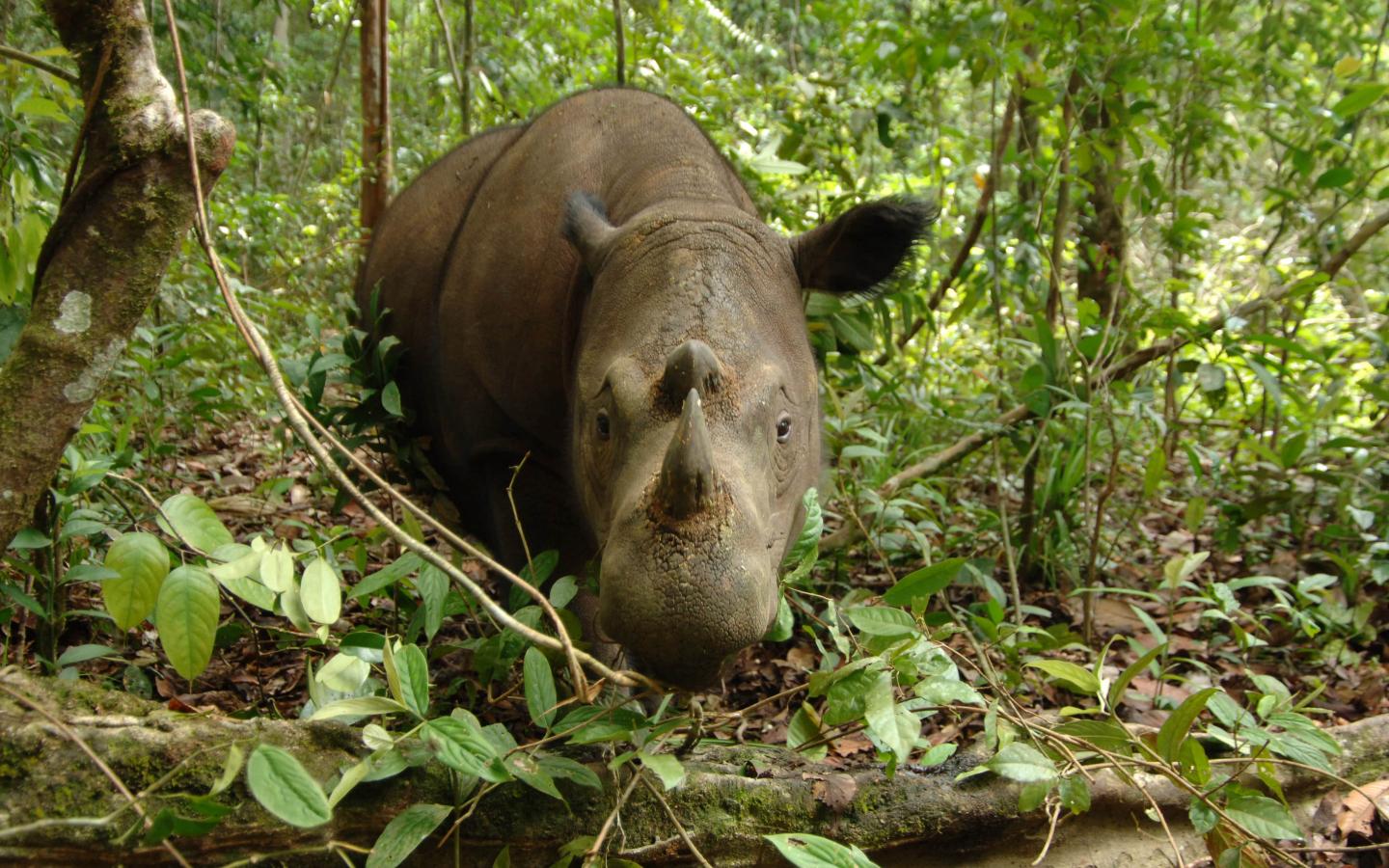 Rhinocéros de Sumatra femelle en forêt de Way Kambas