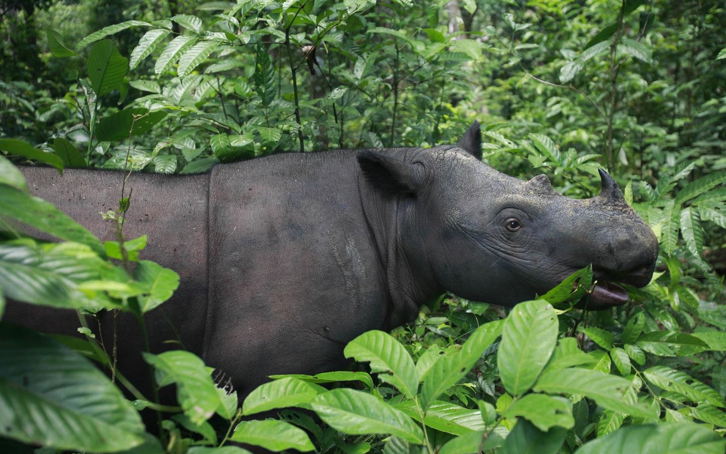 Rhinocéros de Sumatra (Dicerorhinus sumatrensis)