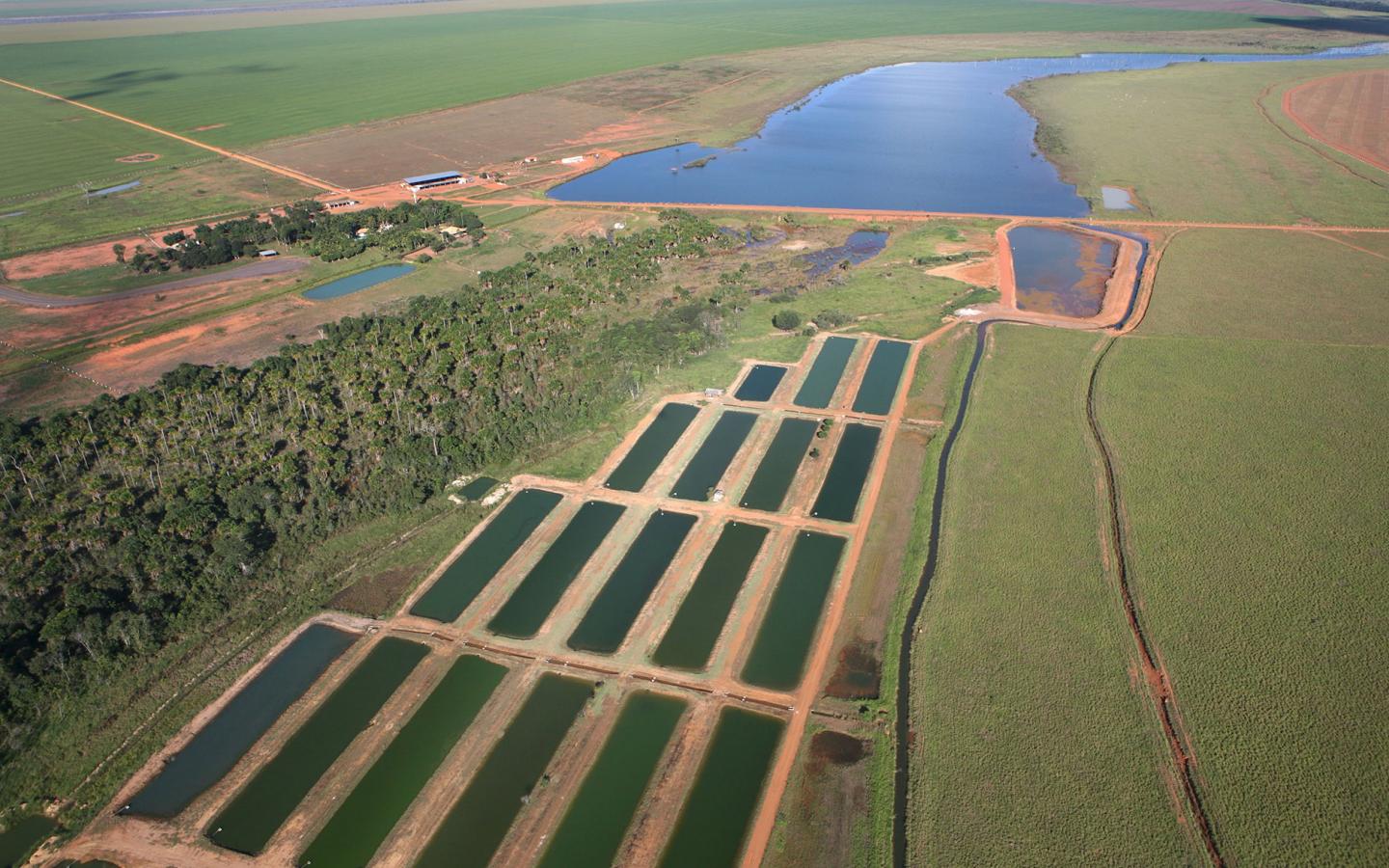 Culture extensive de Soja OGM dans le Mato Grosso au Brésil