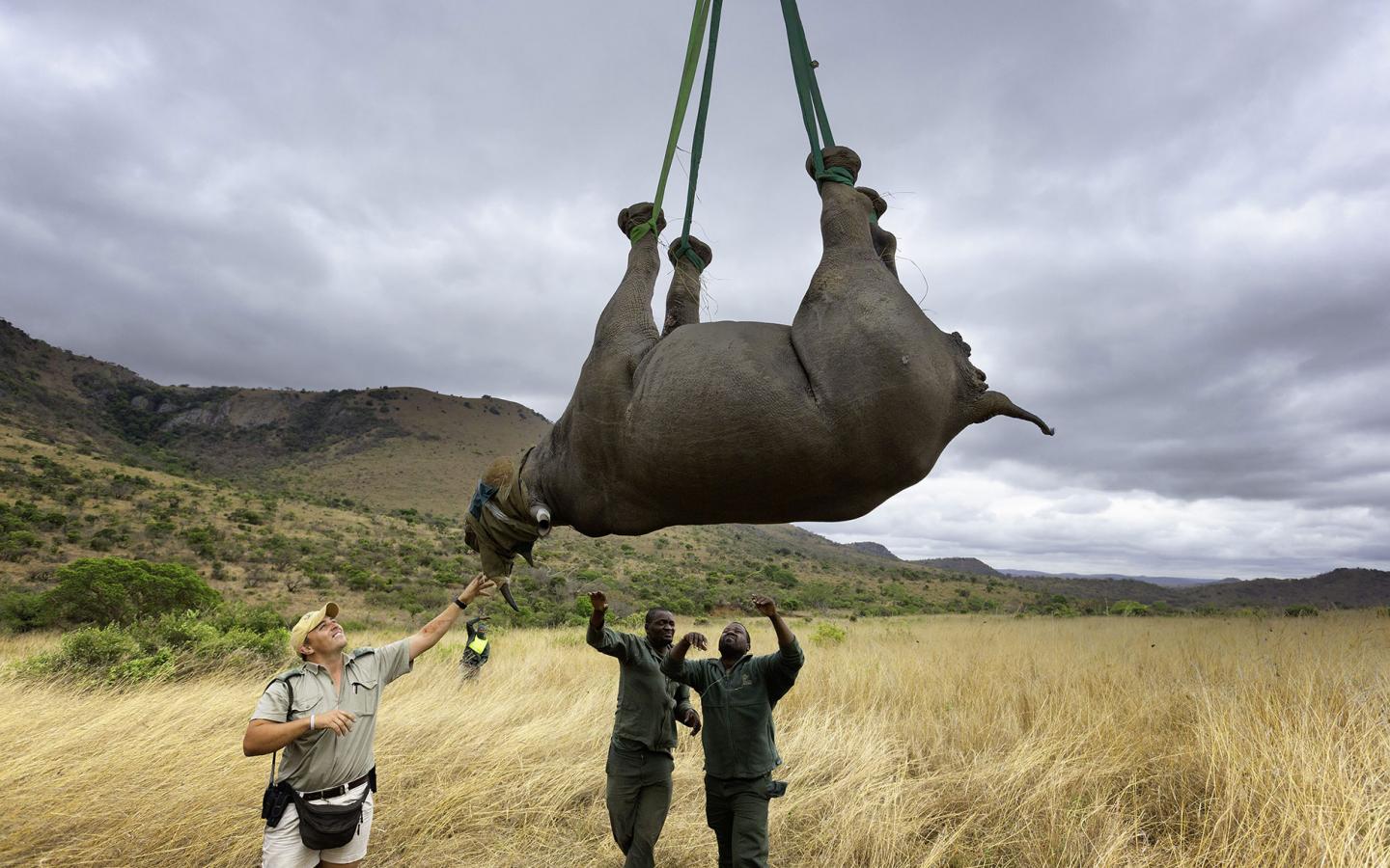 Transport aérien de rhinocéros noir entre réserves en Afrique du Sud