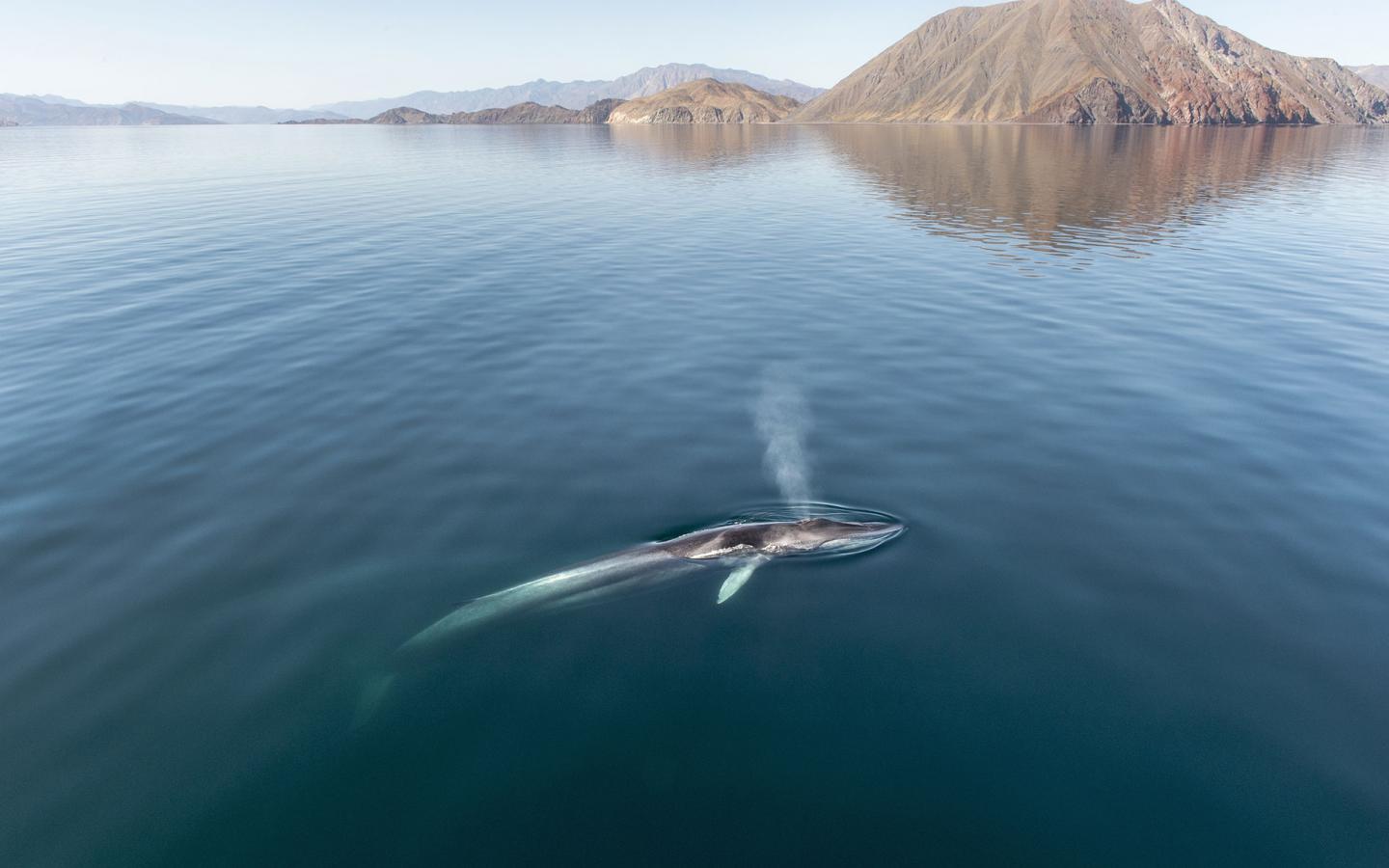 Rorqual commun nageant à la surface - Mer de Cortez, Golfe du Mexique