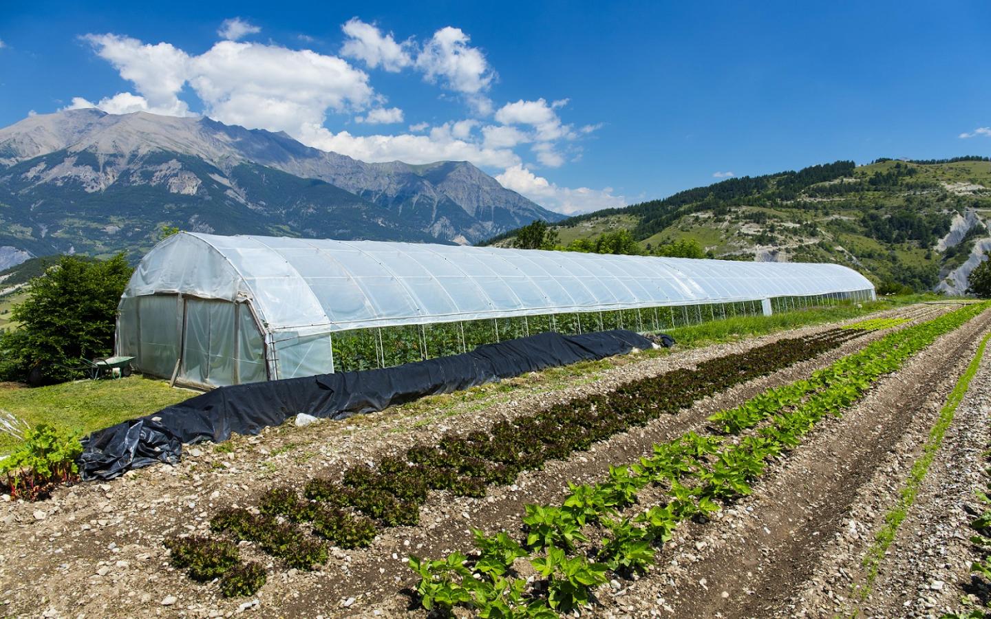 Ferme biologique La Bergerie du Loup dans les Alpes Haute Provence (France)