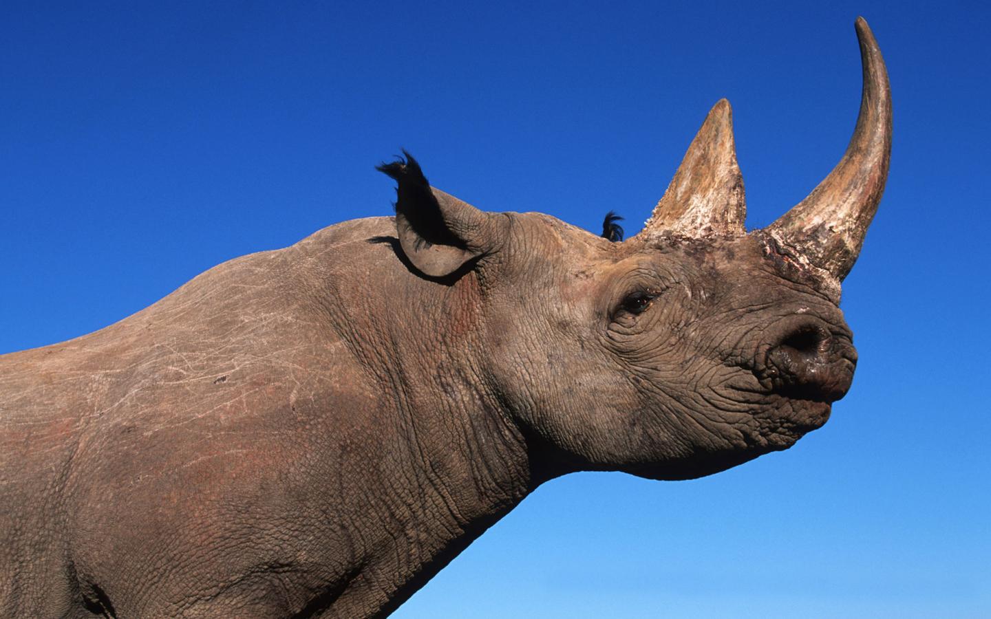 Le nombre de rhinocéros est en augmentation en Afrique