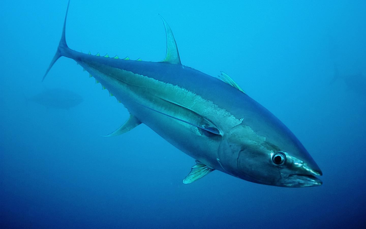 Thon albacore dans l'océan Indien