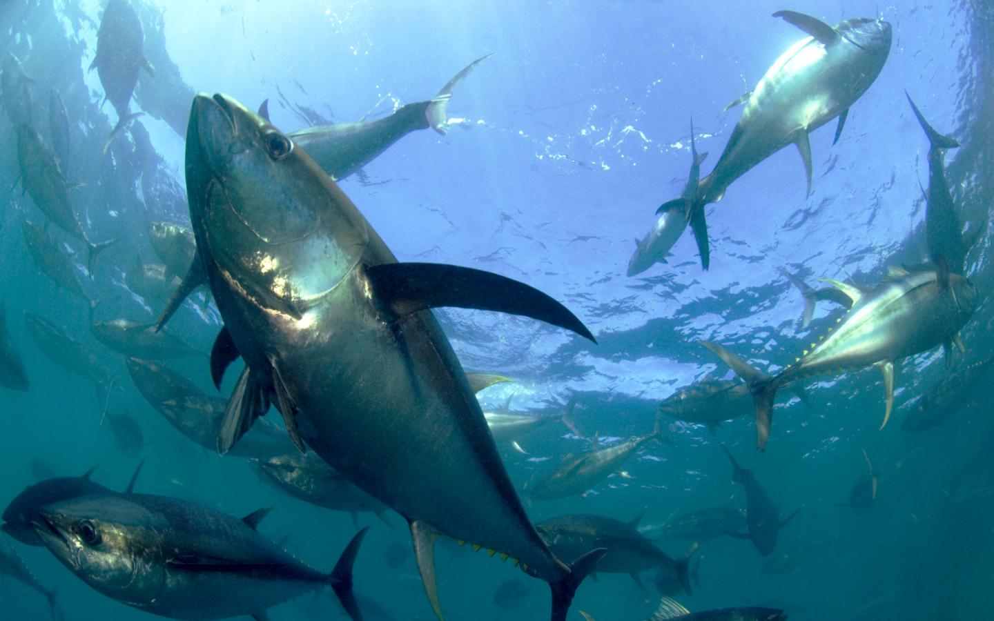 Banc de thons albacores dans l'océan Indien