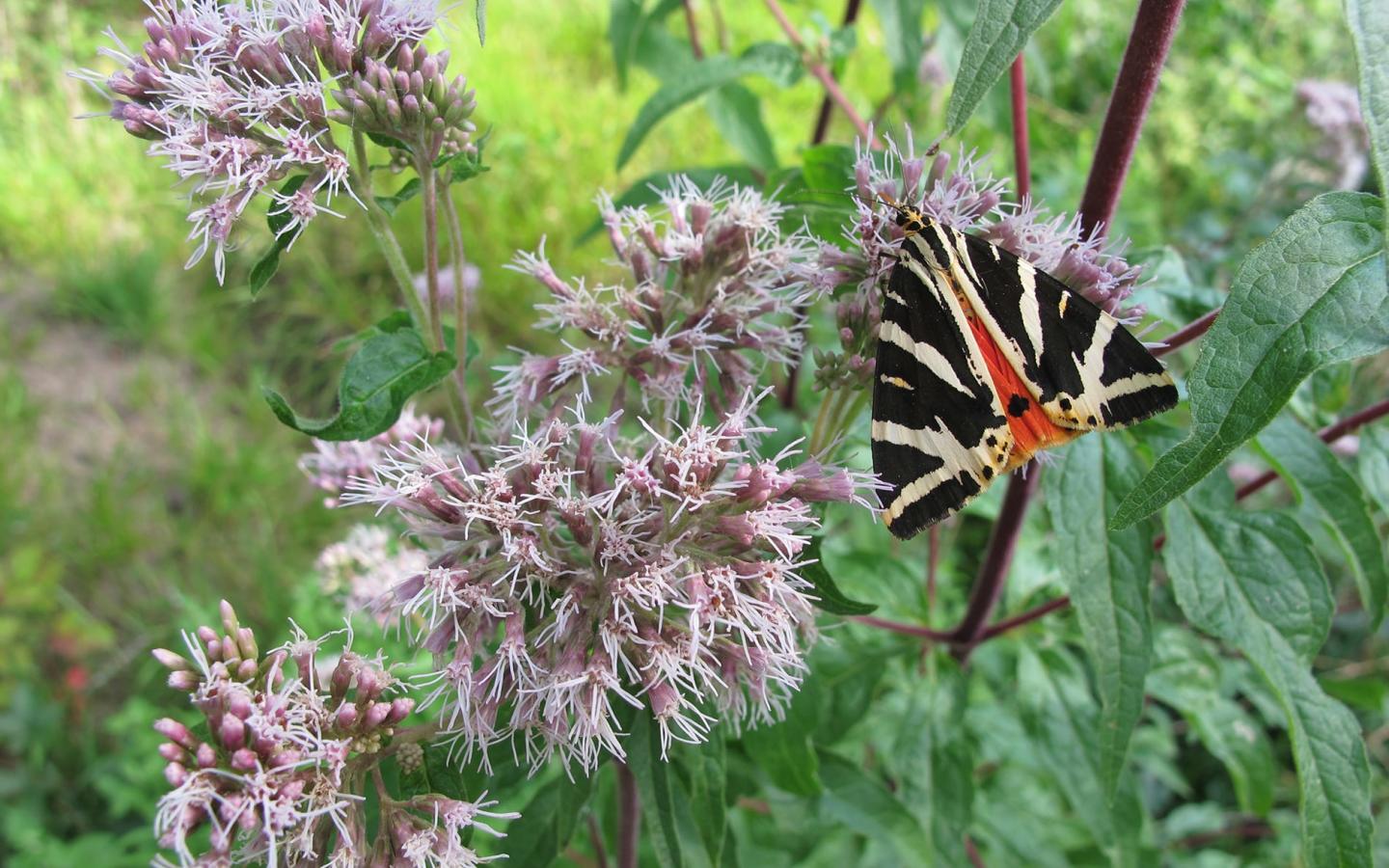 La Réserve naturelle de Chérine abrite 64 espèces de papillons, dont la magnifique Écaille chinée, Callimorphe (Euplagia quadripunctaria), ici sur une Eupatoire chanvrine