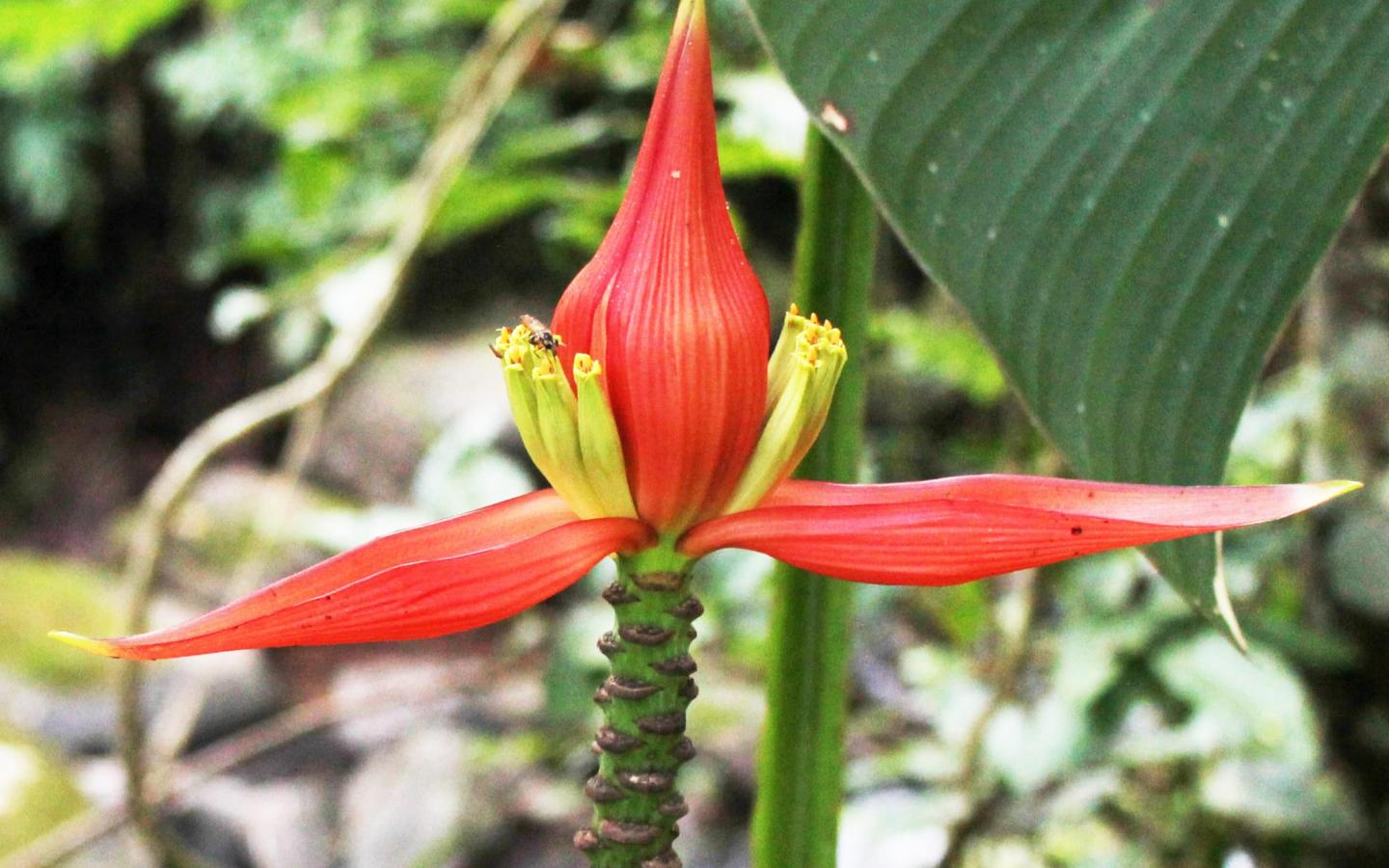 Musa nanensis
