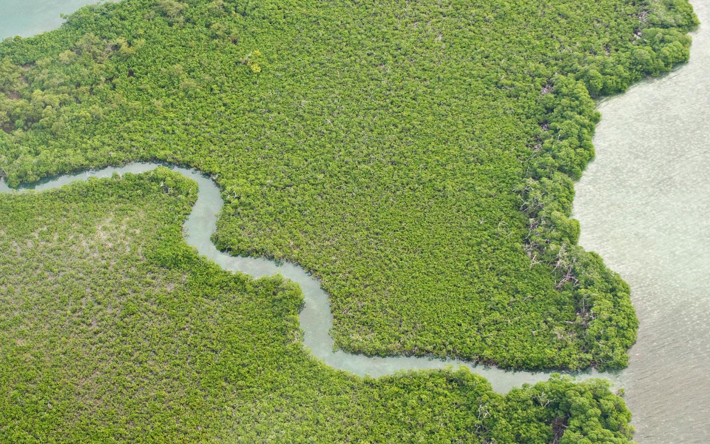 Vue aérienne du récif et de la mangrove entre la ville de Bélize et Ambergris caye