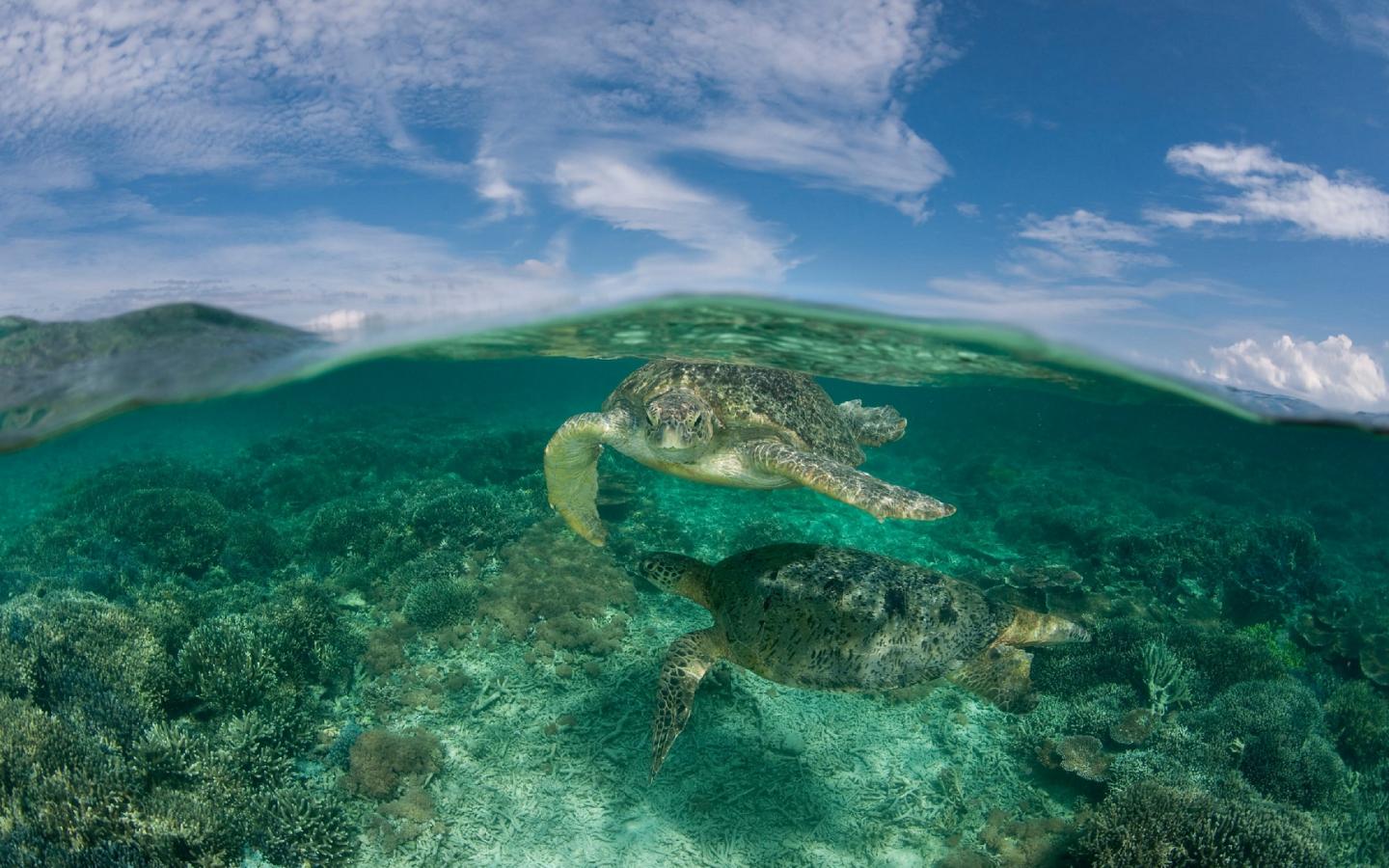 Tortues verte au milieu des coraux au large de Sipadan Island (Malaisie)