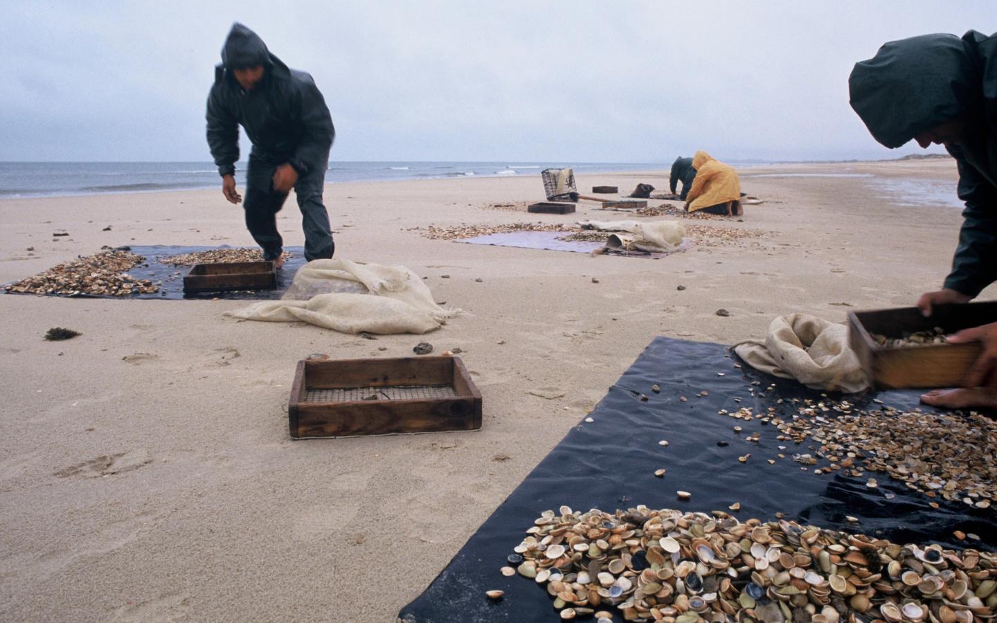 Pêcheurs professionnels récoltant des coquillages dans le parc national Coto Doñana (Espagne)