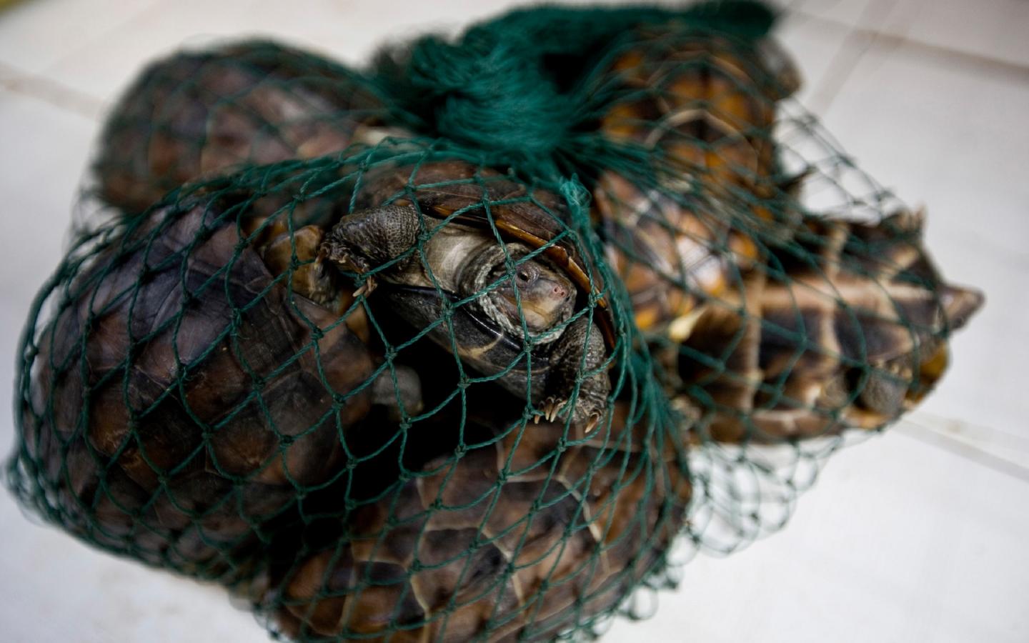 Tortues vendues sur un marché (Chine)