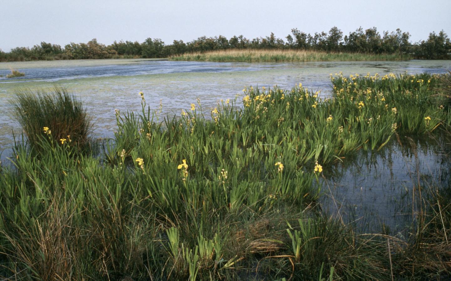 Paysage de Camargue