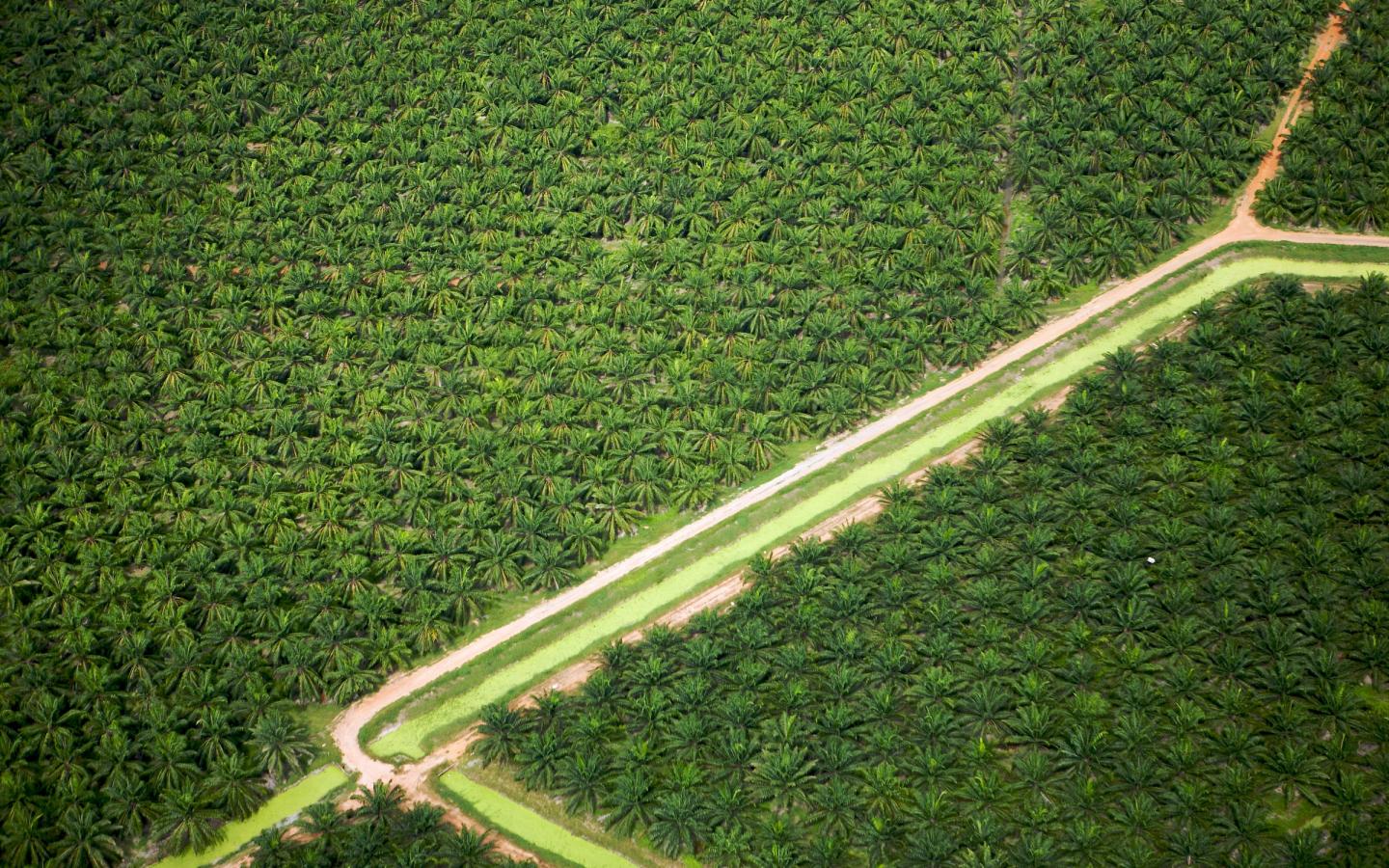 Plantation d'huile de palme (Malaisie)