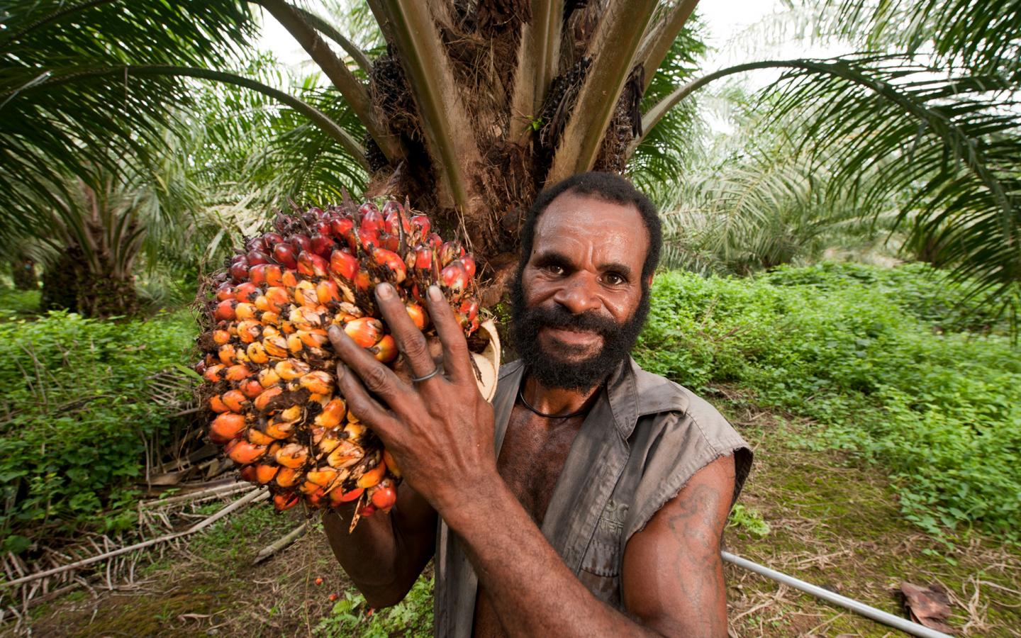 Récolte de fruits d'un palmier à huile, dans un champ certifié RSPO (Nouvelle-Guinée)