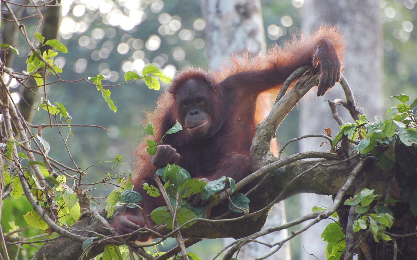 Orang-outan à Kinabantangan ayant perdu son habitat naturel à cause de la déforestation due à la production d'huile de palme (Malaisie)