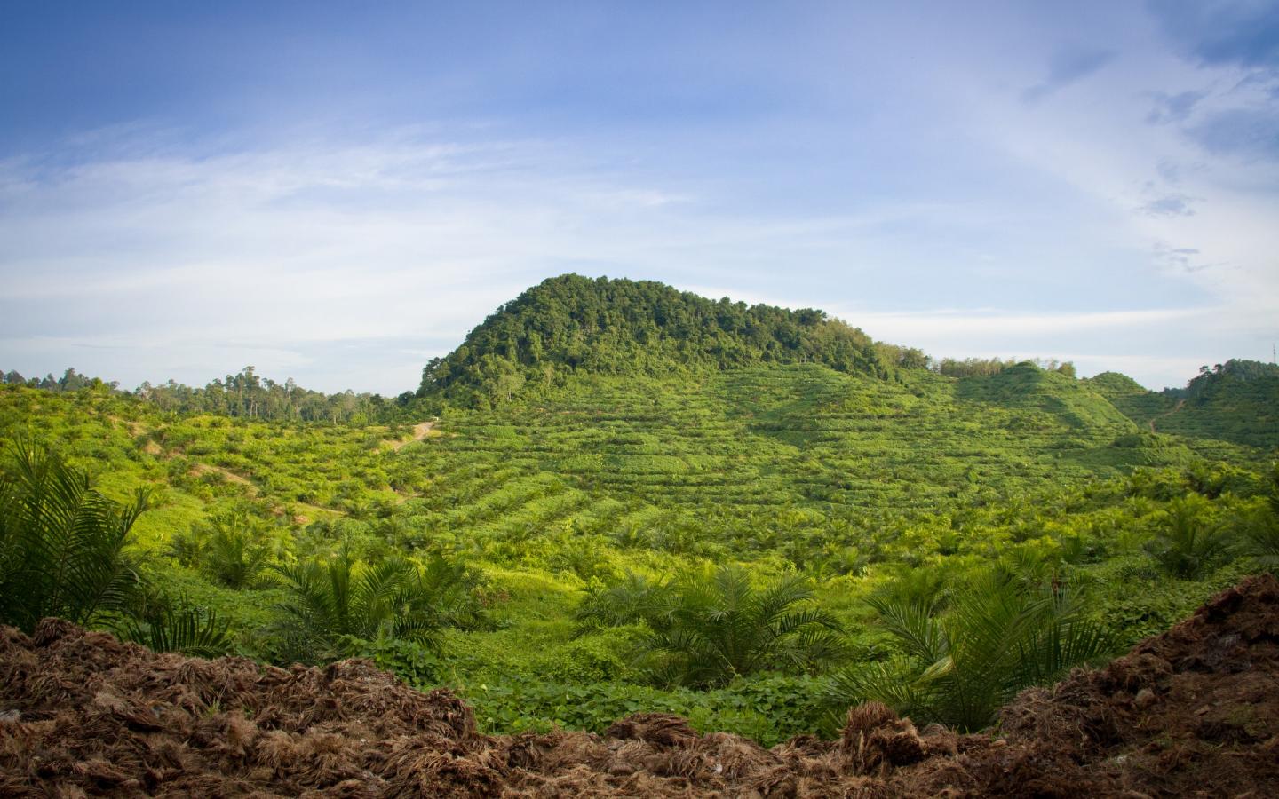 Plantation en terrasse d'huile de palme (Malaisie)