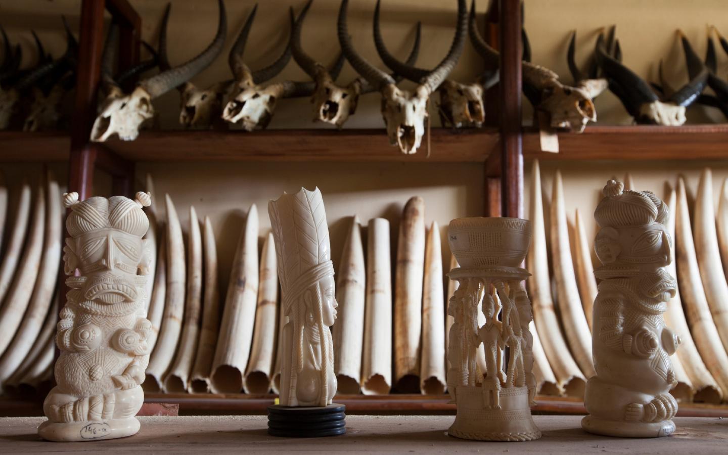 Ivoire confisqué par le ministère de la forêt et de la vie sauvage (Cameroun)