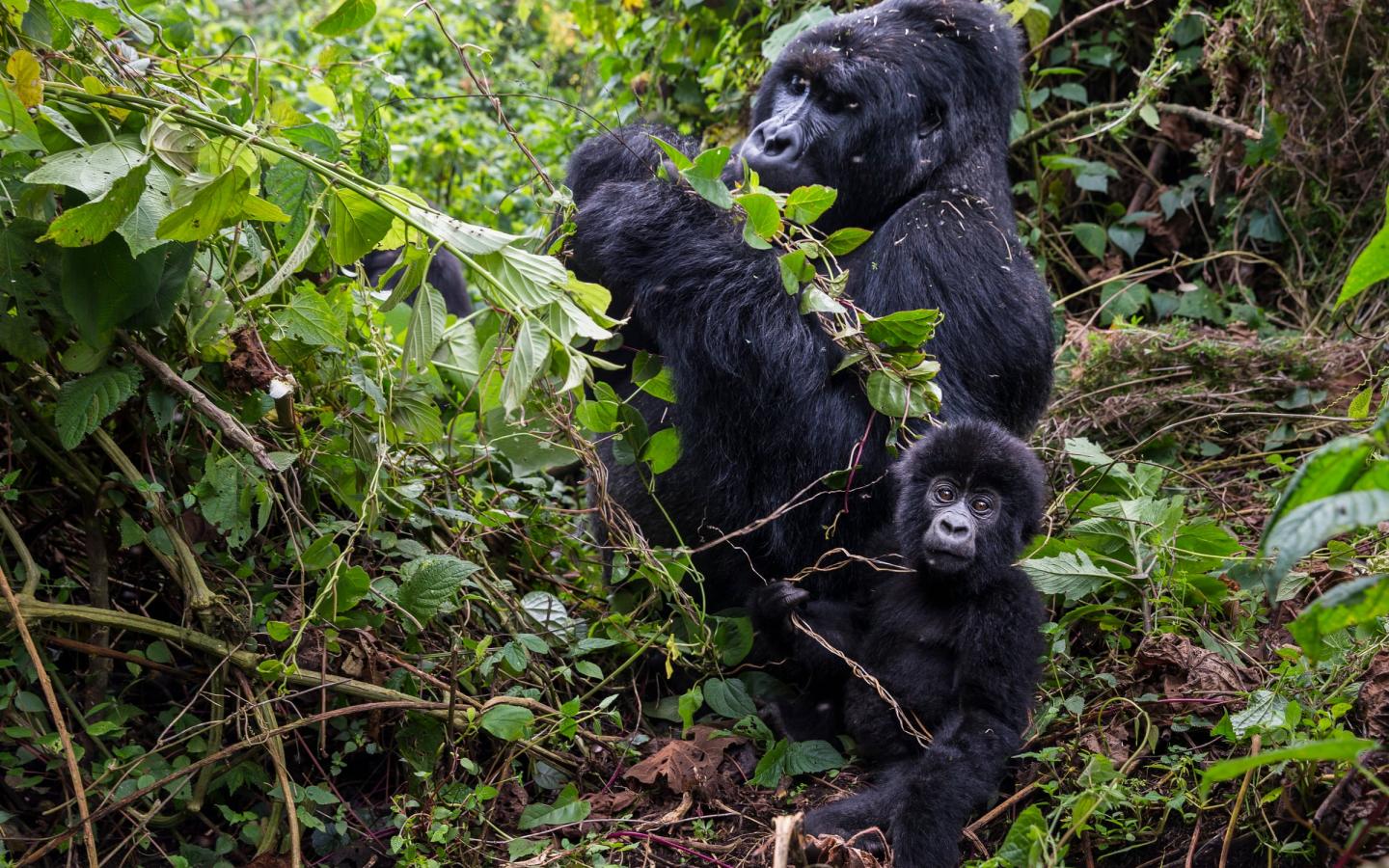 Famille de Gorille dans le Parc National Bukima (RDC)