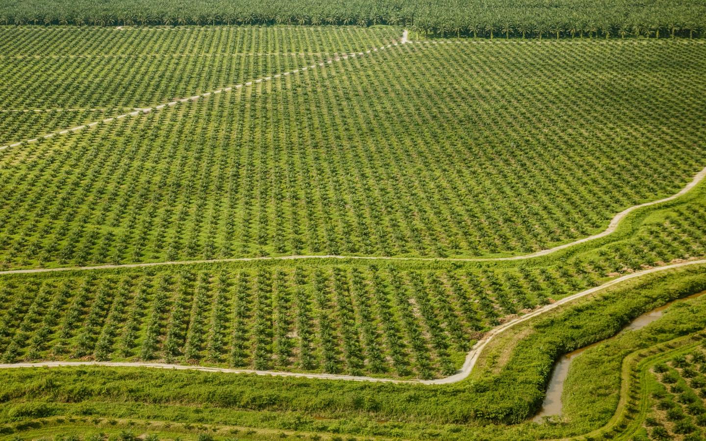 Les plantations d'huile de palme ont pris le dessus sur la forêt au Guatemala