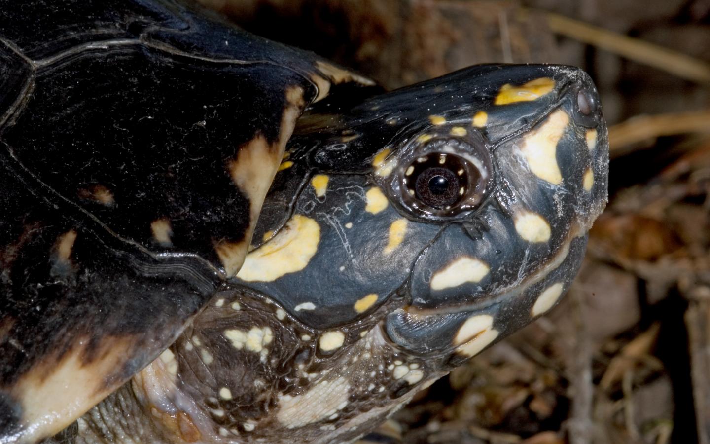 Tortue Géoclémyde de Hamilton (Geoclemys hamiltonii)